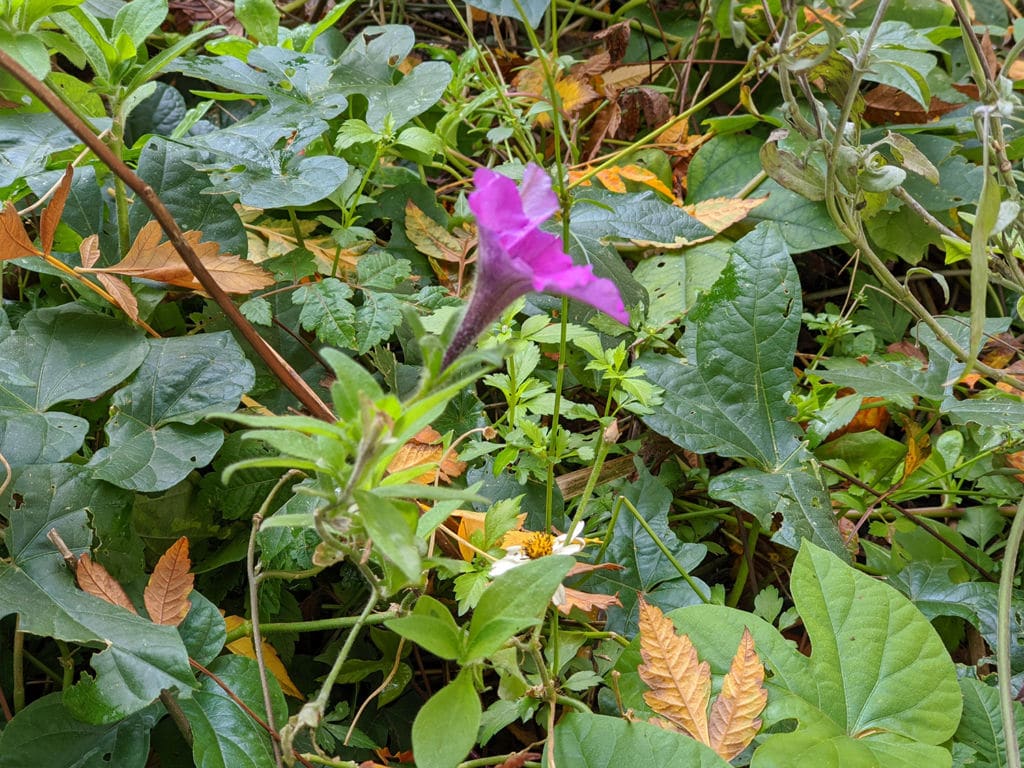 Pixel 4 XL (zoom x2)
