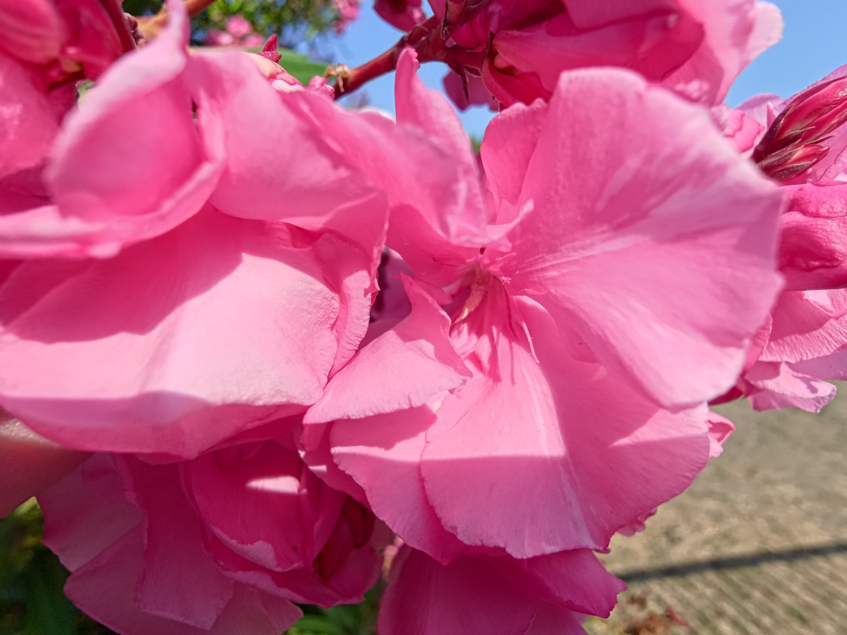 test asus zenfone 9